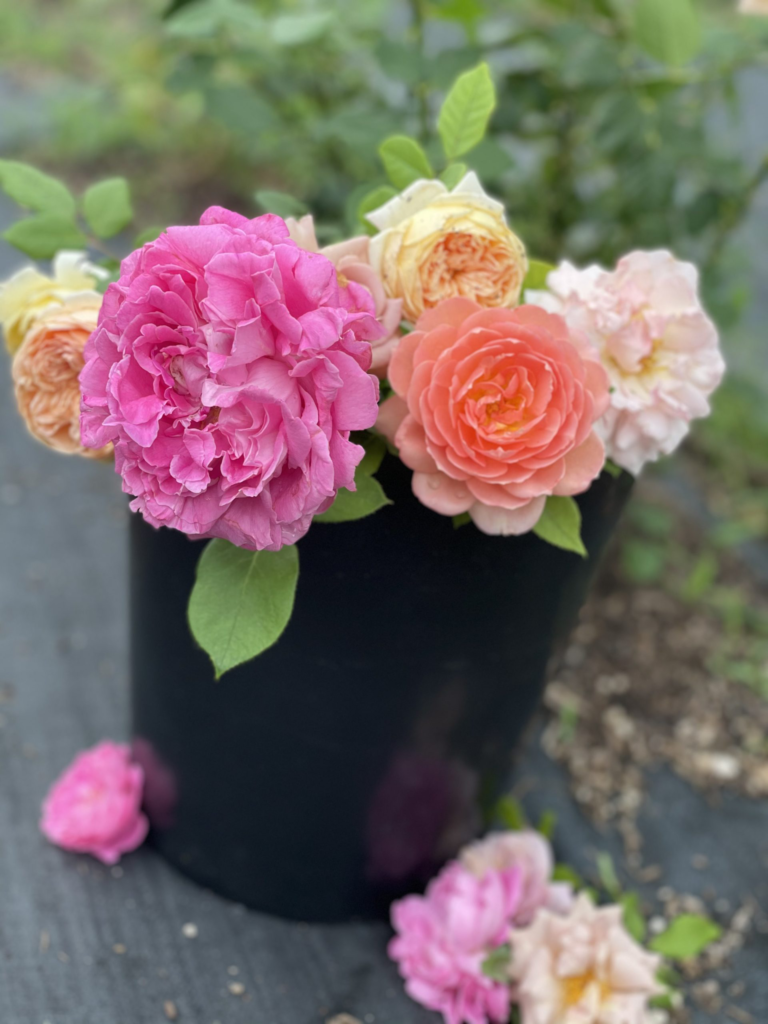 Austin-Florist-Garden-Roses