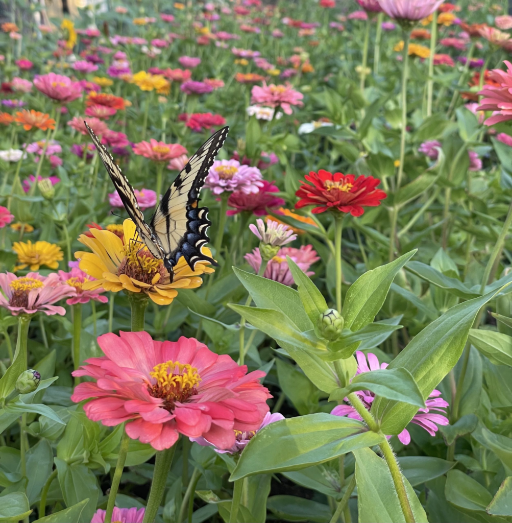 Austin-Flower-Farm-Butterfly-on-Zenia