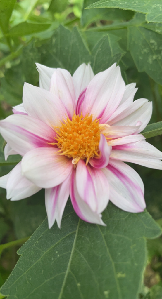 Austin-Flower-Farm-Pink-Dahlia