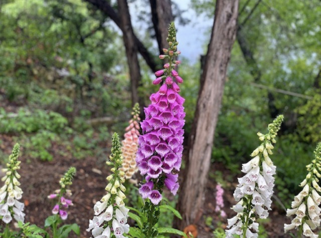 Austin-Flower-Truck-Foxglove-purple